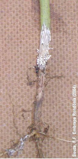 2 Doenças do feijoeiro-comum em Rondônia doenças fúngicas de menor expressão econômica, geralmente detectadas nas sementes analisadas no Laboratório de Sementes da Embrapa Rondônia, são: Phomopsis
