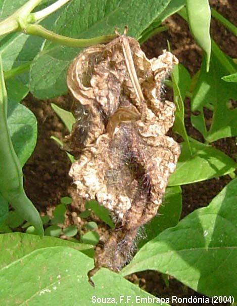 As elevadas taxas de umidade favorecem o desenvolvimento das infecções originadas a partir de basidiósporos nas folhas atacadas, ocasionando a formação de numerosas lesões pequenas, circulares, de