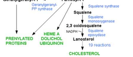 Farnesil-PP sintase Bisfosfonatos