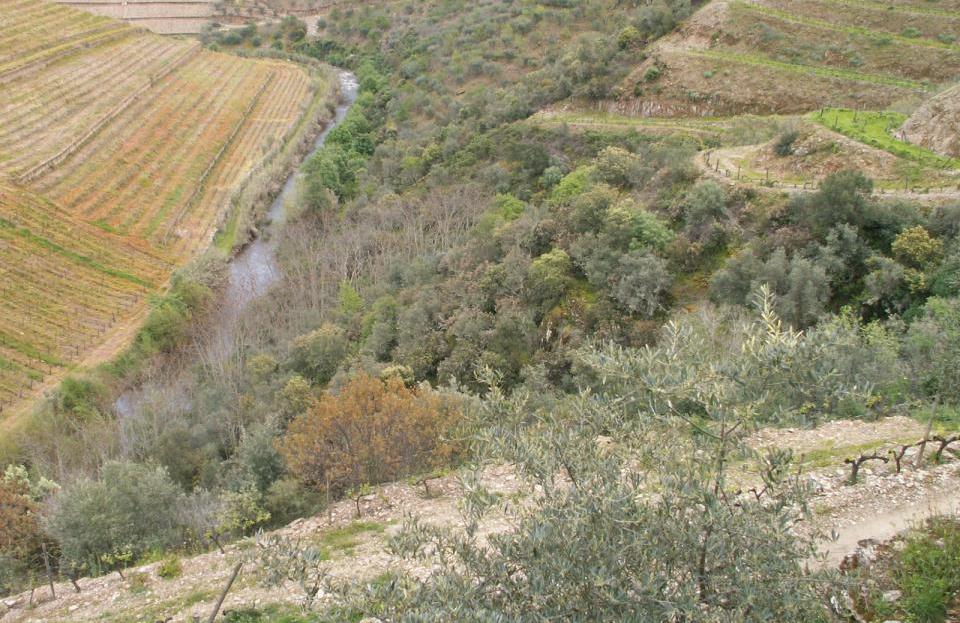 Biodiversidade funcional nas