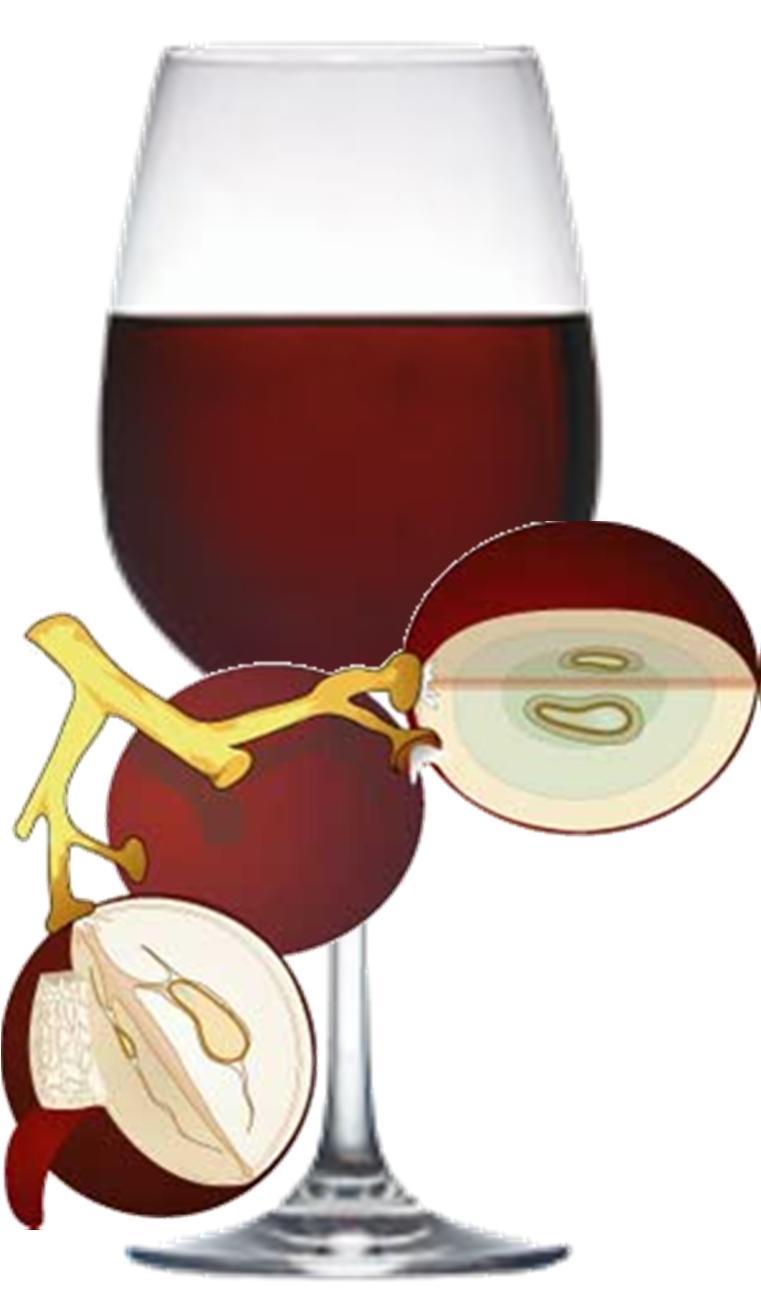 Avaliação do Potencial Enológico das Uvas Valorização objectiva da matéria-prima uva e estabelecer critérios que associem parâmetros mensuráveis na uva a parâmetros qualitativos do vinho: Aumentar a