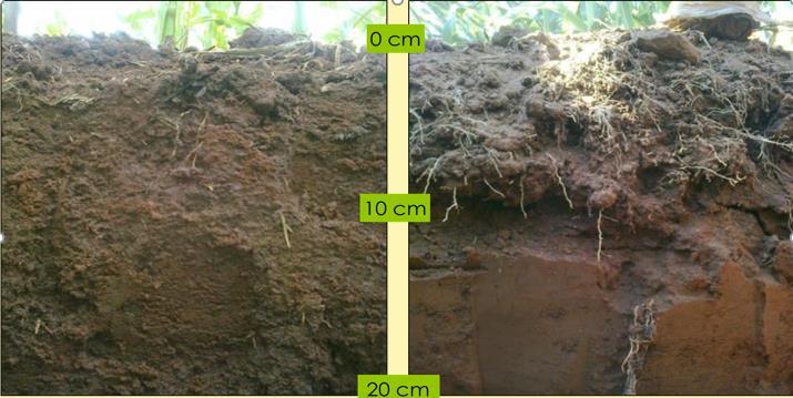 Bioinsumo Fert Bokashi Korin Descompactação do solo - aumentando sua capacidade de absorção de água; Solubilização de nutrientes para torná-los disponíveis para a planta; Restaura as condições