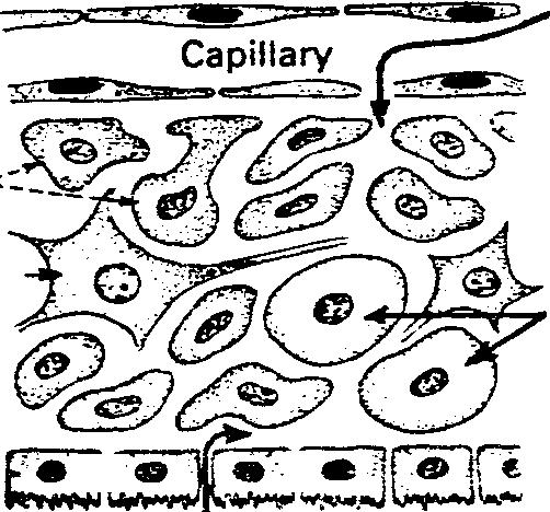 Patologia Edema Cerebral Vasogenic Astrocytes