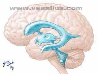 Fundamentos de Fisiopatologia Conteúdo Intracraniano : LCR Volume