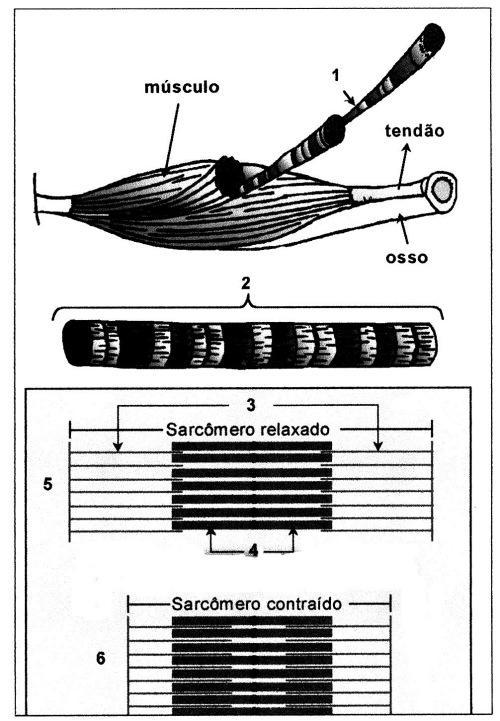 c) Relaxamento muscular com formação do complexo actomiosínico. d) Contração muscular com formação do complexo actomiosínico. e) Contração muscular com consumo de creatina. 28.