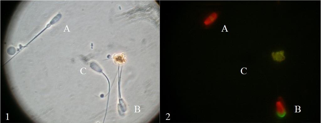 Membrana plasmática íntegra (A), lesada (B) e semi-lesada (C) FIGURA 6 - Espermatozóides visualizados na Microscopia de contraste de fase (1) e epifluorescência (2).