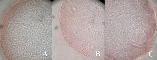 20 c) Fecundação in vitro (FIV) Após maturação os oócitos foram transferidos para uma gota de 200 µl de meio de fecundação, e os espermatozóides que atravessaram o gradiente Percoll foram contados no