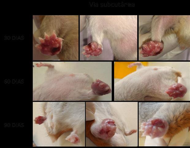 Nos animais inoculados com as duas espécies pela via IP (GRUPO 6), lesões de pele foram observadas em todos aos 90 DAI.
