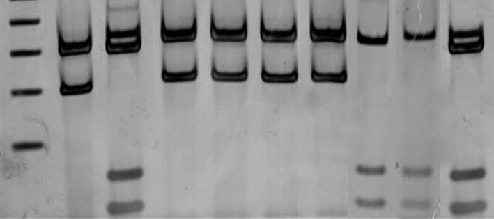 culturas positivas de pele, baço e fígado do GRUPO 2 (via subcutânea) e GRUPO 5 (via intraperitoneal) que foram positivas na PCR.