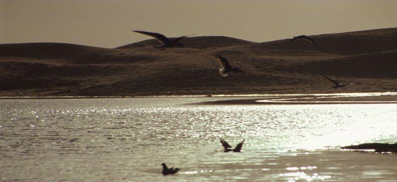 Lagoa de Stº André: Número de dias de caça, número de aves abatidas e abundância de aves aquáticos P87 a P95 (contagens invernais in Rufino, 1988, 1989,1991,1992; Rufino