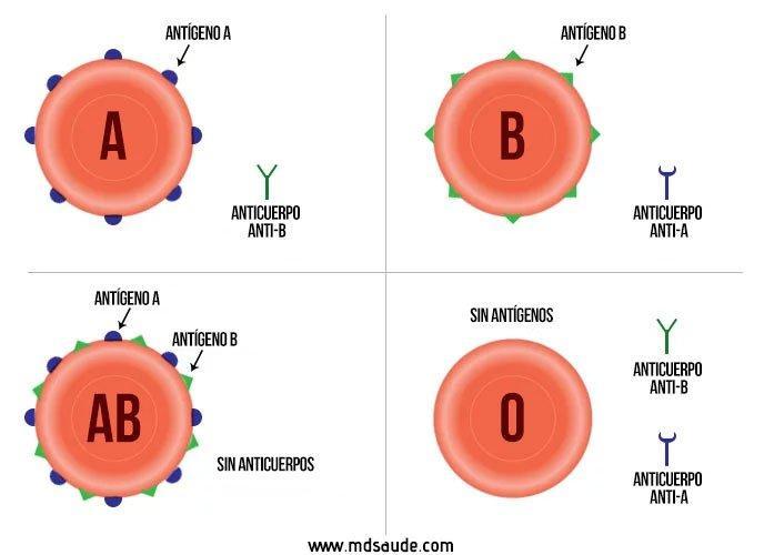 Fonte:https://www.mdsaude.com/es/2017/04/grupos-sanguíneos.html Metodologia O presente artigo trata-se de um estudo de revisão narrativa da literatura, tendo sido baseada em pesquisa bibliográfica.