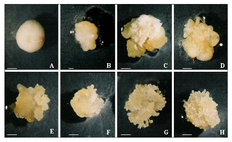 Figura 1: Formação de calos embriogênicos da linhagem de milho tropical L3 em diferentes concentrações de 2,4-D.