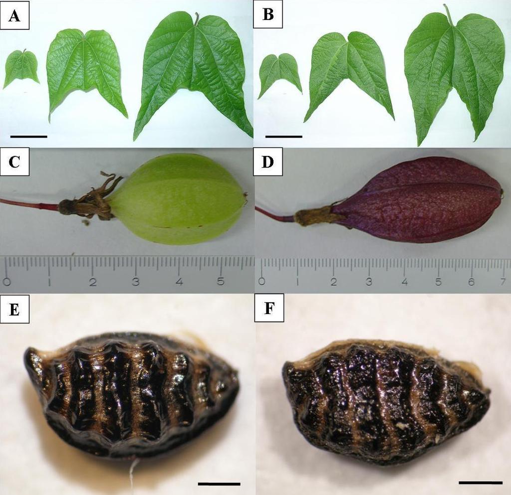 foliar, lúmen, peso total das sementes, número de sementes e espessura das sementes (Figs. 4 e 5).