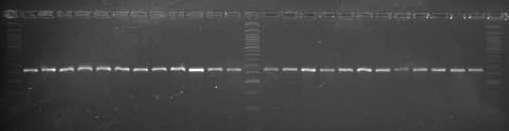 M C1 C2 C3 C4 C5 C6 C7 C8 C9 C10 C11C12 M R1 R2 R3 R4 R5 R6 R7 R8 R9 R10 R11R12 M Figura 8-Gel de agarose de alta resolução (3%), mostrando os produtos de PCR amplificados com o Primer Pe66