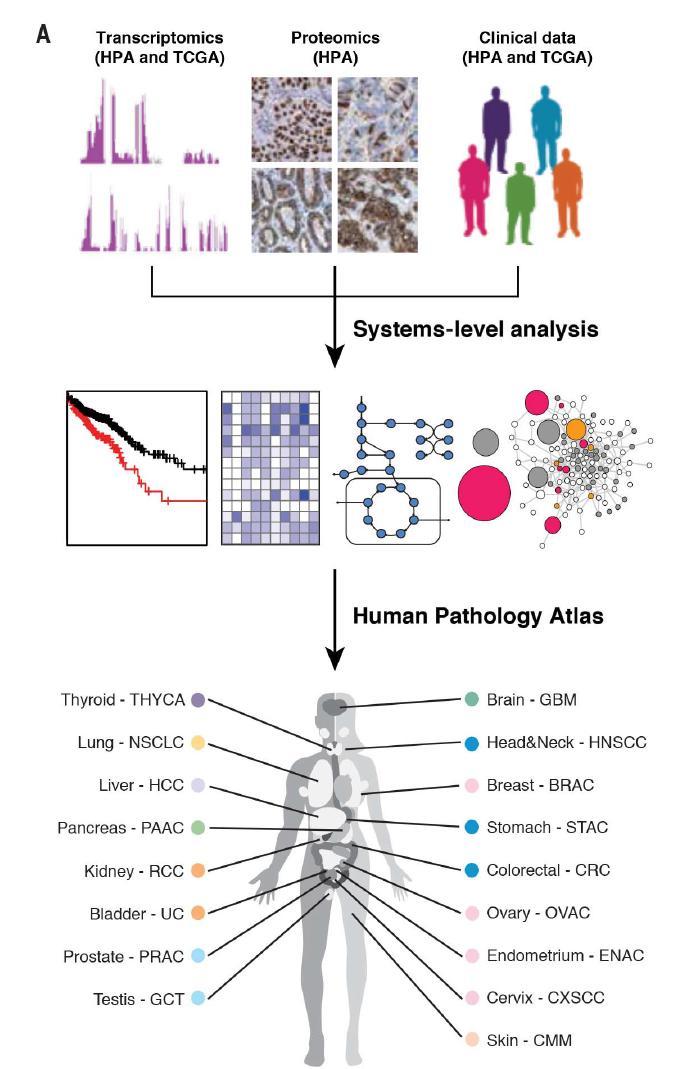 571 genes que codificam proteínas