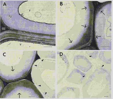 Figura 8 - Microscopia eletrônica de transmissão mostrando o ataque não erosivo da parede celular de madeira. Notophagus dombeyi degradado por Ganoderma australe.