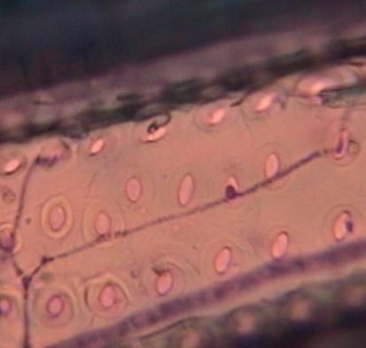 a Figura 25 Hifas de C. subvermispora SS3 em células de (a) P. taeda - traqueídeos e (b) E. grandis elementos de vaso. Aumento de 400X. b 5.3.2. Cultivos em meio de cultura com diferentes phs Na produção de inóculo fúngico o ph pode ser um importante parâmetro para acelerar o crescimento celular.