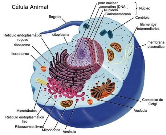 Modelo de Mosaico Fluido Ao lado temos um desenho de uma célula animal, quando falamos da membrana celular (membrana plasmática), estamos nos referindo ao seu envoltório, a barreira física que separa