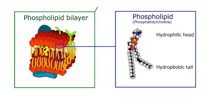 Glicolipídio Glicoproteína Proteína Extrínseca Canal Iônico Colesterol Glicolipídio Proteína Extrínseca Meio extracelular