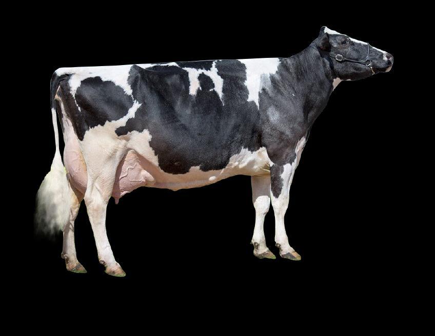 OBJETIVOS Metodologia 60 vacas holandesas multíparas