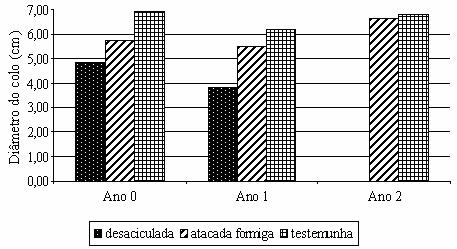 42 Cantarelli, E.B. et al. diferenças significativas tanto entre mudas atacadas por formigas (280 cm) como desaciculadas artificialmente (264 cm).
