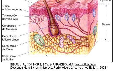 Corpúsculos de Meissner Estão nas saliências da pele sem pêlos