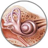 A ORELHA INTERNA A orelha interna é formado por escavações no osso temporal, revestidas por uma