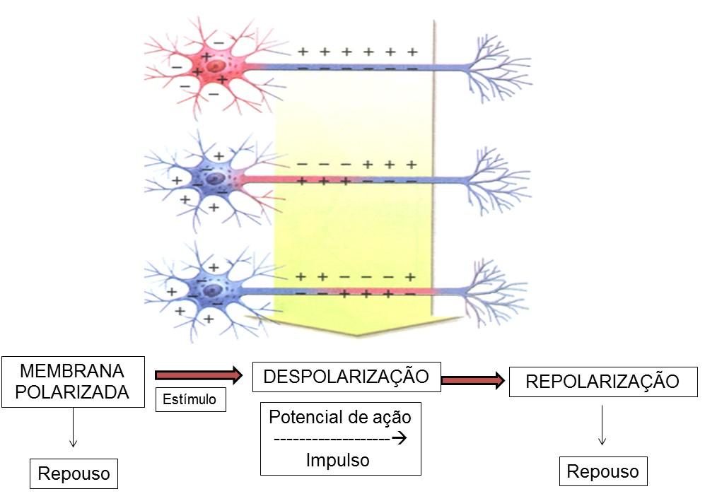 (voltado para fora da célula) e negativa do lado interno (em contato com o citoplasma da célula). Quando essa membrana se encontra em tal situação, diz-se que está polarizada.