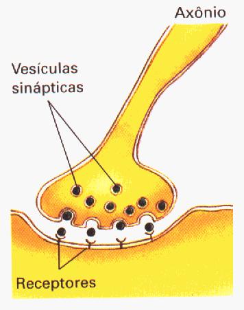 A passagem do impulso nervoso de um neurônio para outro = SINAPSES Ocorre a liberação de neurotransmissores na