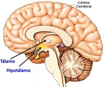 TÁLAMO - Reorganização dos estímulos nervosos; - Percepção sensorial (consciência).