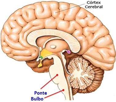 BULBO - Controle dos batimentos cardíacos; - Controle dos movimentos respiratórios; - Controle da deglutição (engolir).