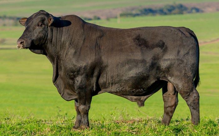 BN1128 MSX BEEF PEDIGREE: CSONKA OF BRINKS 30R4 x STUKELS BANDWIDTH Foto: Gabriel Olivera / Ag.