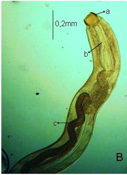 Costa, C. H. A.; Camargo, M. Procamallanus (Spirocamallanus) sp, um endoparasita de Bivibranchia velox e B. fowleri. analisado (y).