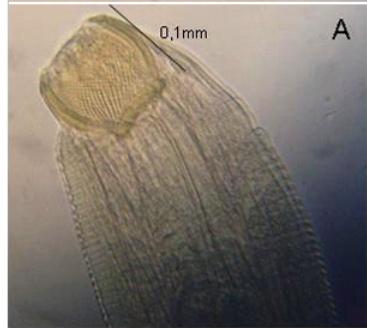 Para comparar as freqüências de ocorrência de parasitas nas duas espécies de peixes, foi aplicado um teste de chi-quadrado. RESULTADOS De 96 espécimes para B. velox e 132 espécimes de B.