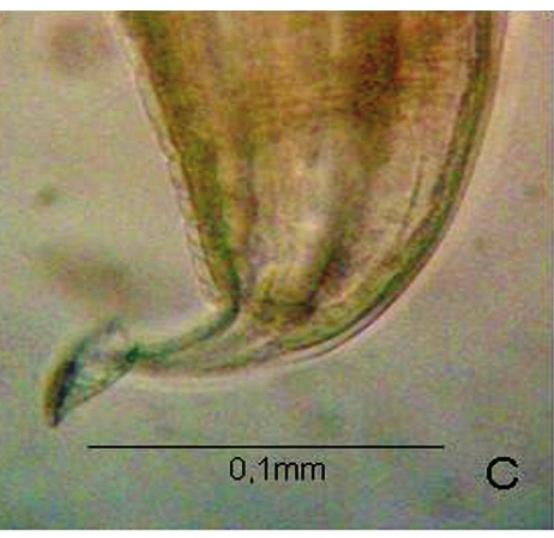 velox e B. fowleri respectivamente. Somente foi registrada a Procamallanus sp. (nematoda) parasitando as duas espécies de peixes (Figura 2).