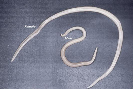 15 Figura 1: Morfologia de vermes adultos, macho e fêmea de Ascaris lumbricoides Fonte: DMR, 1999 Os ovos do A.