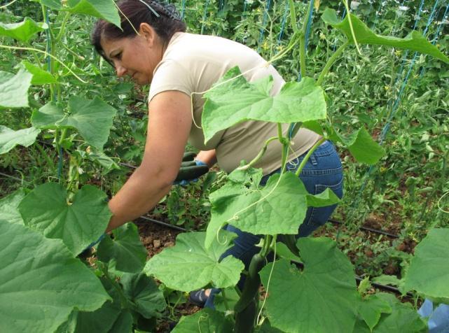 RELATÓRIO E CONTAS CONSOLIDADAS 30 DE JUNHO DE 2013 13 Produtores de Milho e Sorgo (ANPROMIS) na divulgação das ações de formação prática O milho nas primeiras fases do seu desenvolvimento.