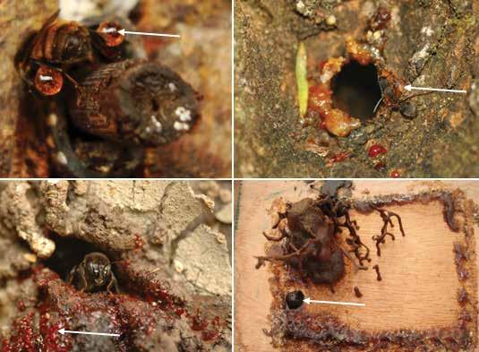 CAPÍTULO 2 BIOLOGIA A B C D Figura 5 Resina utilizada por meliponíneos: A) Transportada por guaraipo para o ninho; B) Depositada na entrada do ninho de guaraipo para defesa contra formigas; C)