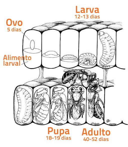 CAPÍTULO 2 BIOLOGIA Figura 23 - Ciclo de vida de uma