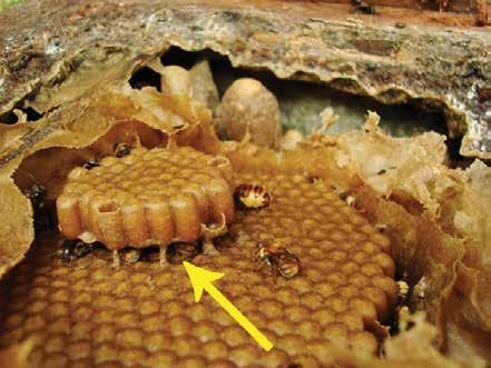 CAPÍTULO 3 CRIAÇÃO E MANEJO QUADRO 6 OBSERVAR O ESPAÇO ABELHA Espaço entre os favos para circulação das abelhas. Figura 31 Vista lateral dos favos com seta indicando o espaço abelha.