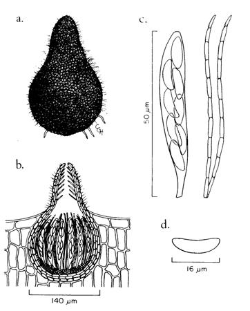 Glomerella cingulata a) Peritécio maduro b) secção do peritécio com ascos, ascósporos e paráfises c) paráfises com ascos e ascósporos d) ascósporo maduro.