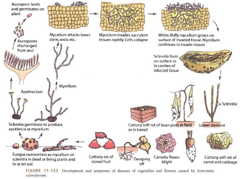 Sclerotinia sclerotiorum