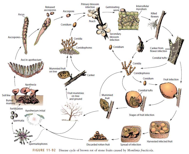 Monilinia fructicola Ordem Dothideales Ascos bitunicados em lóculos (cavidades), formados em ascostroma (pseudotécio) - gêneros representativos: Venturia provoca