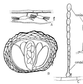 Oídios; Ordem Erysiphales produzem ascos em cleistotécios, sobre a superfície do tecido hospedeiro Na liberação dos ascósporos as paredes do cleistotécio se rompem deixando expostos os ascos
