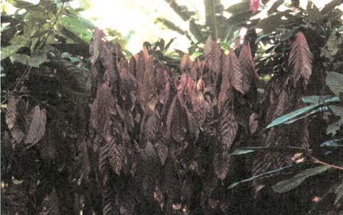 Ordem Microascales Agente causal de seca de ramos em ávores Os ascósporos são