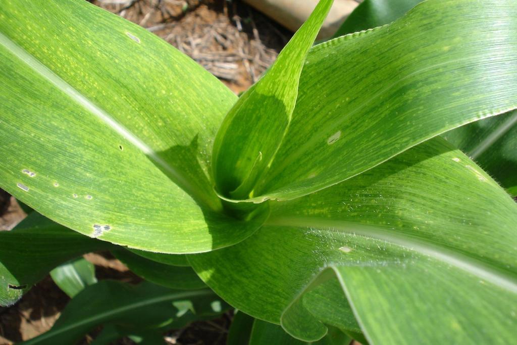 Sugarcane mosaic virus SCMV Insect