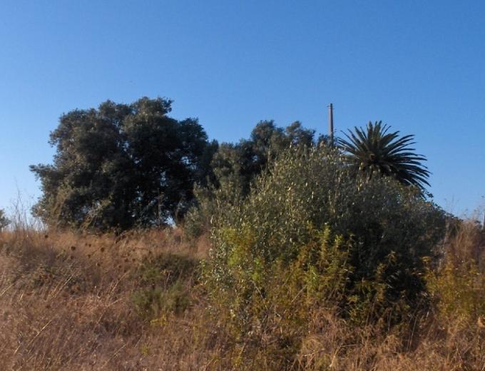 No que respeita à vegetação, o terreno caracteriza-se pela presença de uma mata termófila de Olea europaea var.