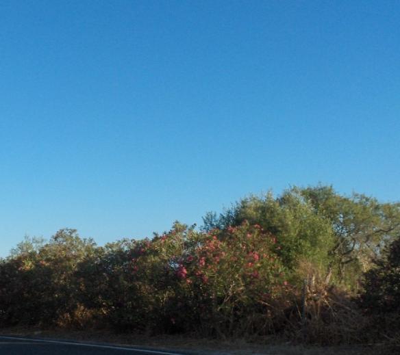 aliança fitossociológia Oleo-Ceratonion, típicas das regiões quentes e temperadas a altitudes pouco elevadas.