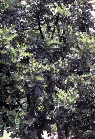 associada às outras componentes de pomar de sequeiro algarvio Prunus amidgalus (amendoeira), Ficus carica (figueira) e Olea europaea