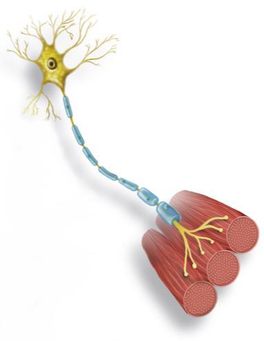 Tipos de neurónios Neurónios sensitivos Conduzem os impulsos nervosos dos recetores sensoriais da